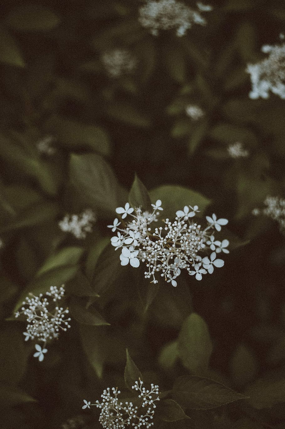 closeup photography of white petaled flower, leaves, leaf, dark HD wallpaper