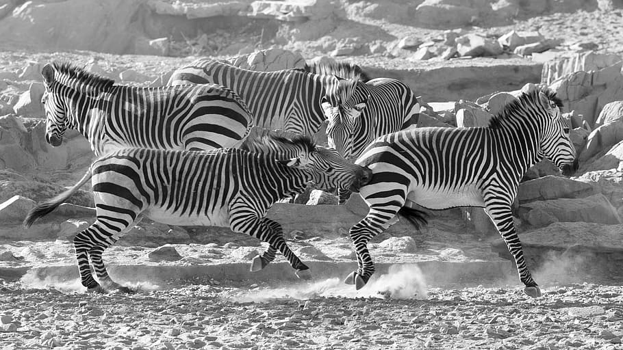 zebra, mountain zebra, namibia, desert, dunes, dry, africa HD wallpaper
