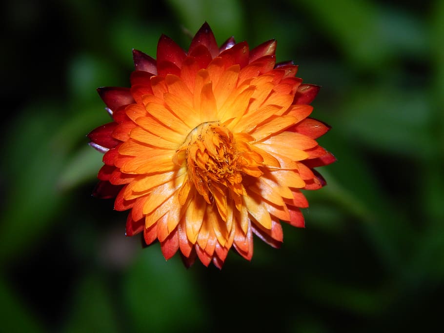 flower, nature, flowering plant, petal, flower head, beauty in nature HD wallpaper