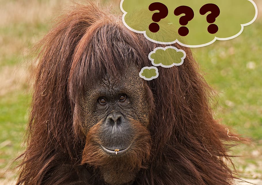 brown monkey with ??? text overlay, Orangutan, grass, primate