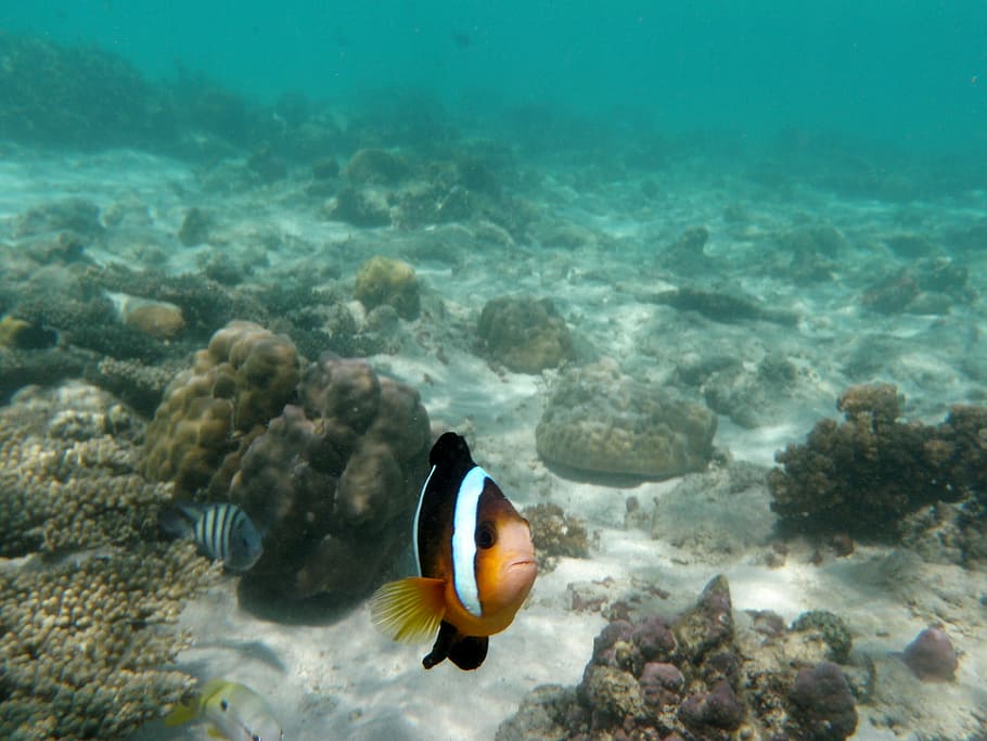 white and brown fish, underwater, reef, ocean, sea, marine HD wallpaper