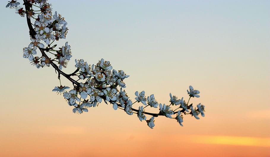 white flowers under sunset, branch, spring, nature, tree, plant HD wallpaper