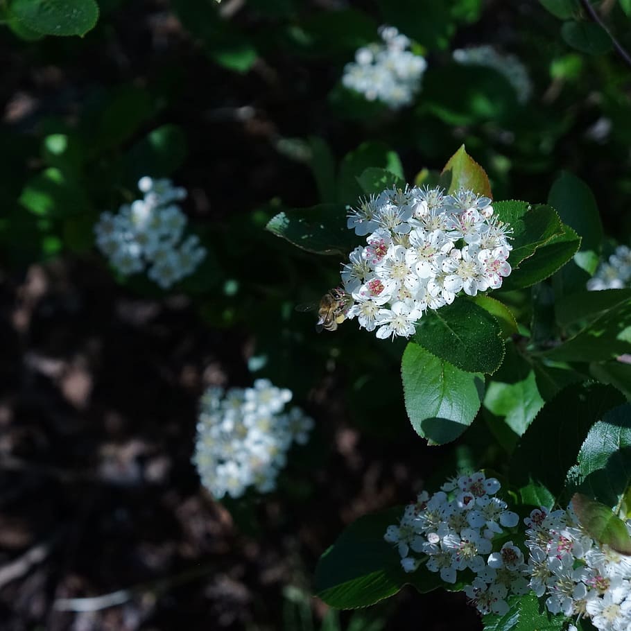 white, flower, aronia, bee, ampianinen, plant, nature, flowering plant HD wallpaper