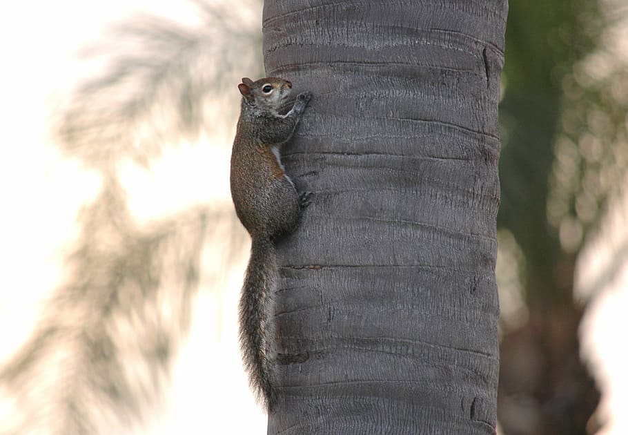 squirrel, trunk, wildlife, rodent, cute, fur, mammal, forest HD wallpaper