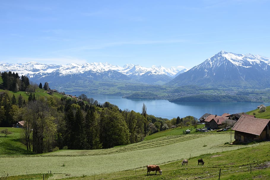 green grass field, sneezing, lake thun, bernese oberland, mountains, HD wallpaper
