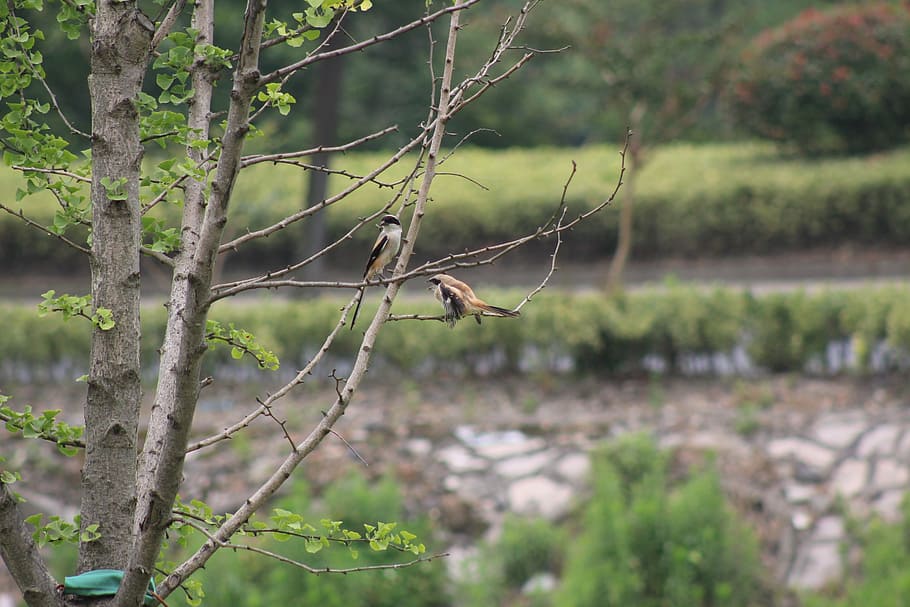 nature, birds, trees, animal themes, animal wildlife, one animal HD wallpaper