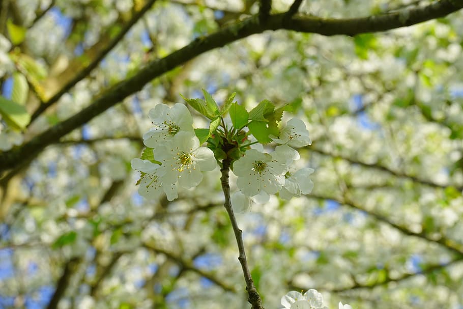 Cherry Blossom, Bloom, white, branch, flowers, spring, sunny day HD wallpaper