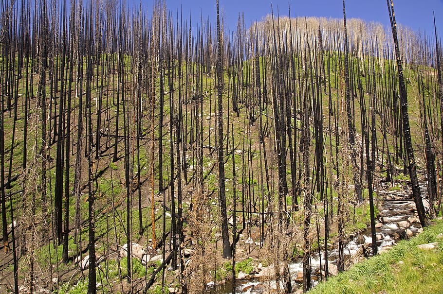Forest Fire, Burn, burned, nature, black, tree, natural, environment HD wallpaper