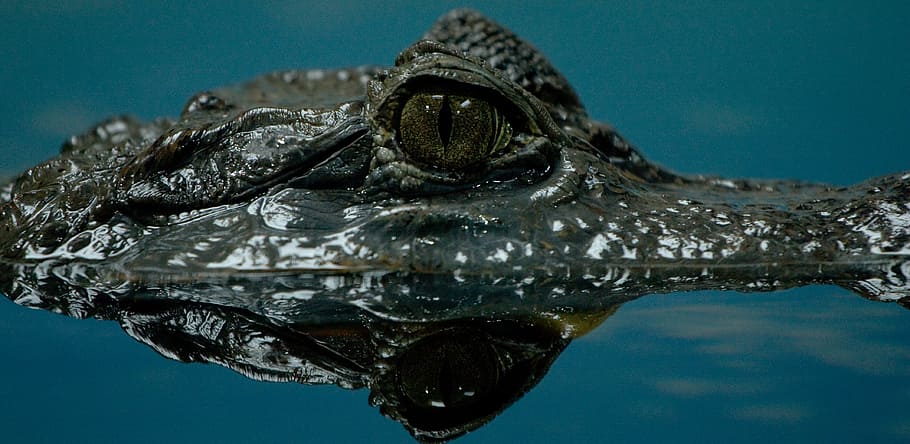 green alligator eyes on body of water, crocodile, dangerous HD wallpaper