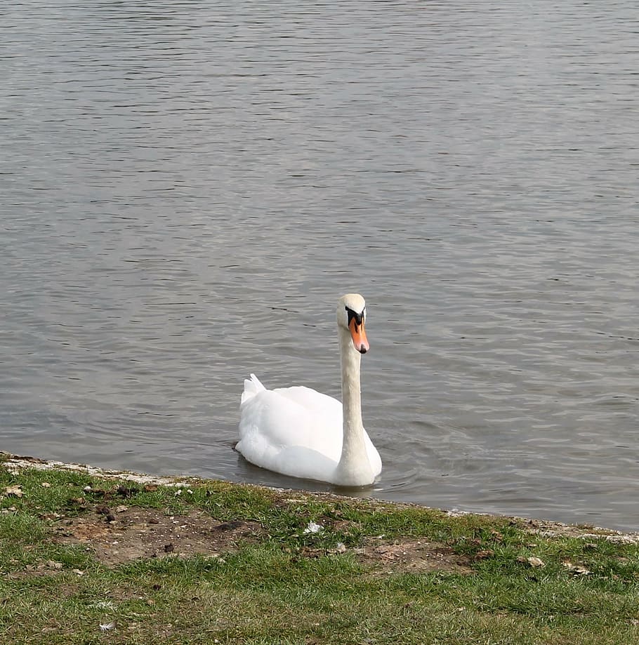 swan, elegance, elegant, lake, swim, beautiful, mute swan, white HD wallpaper