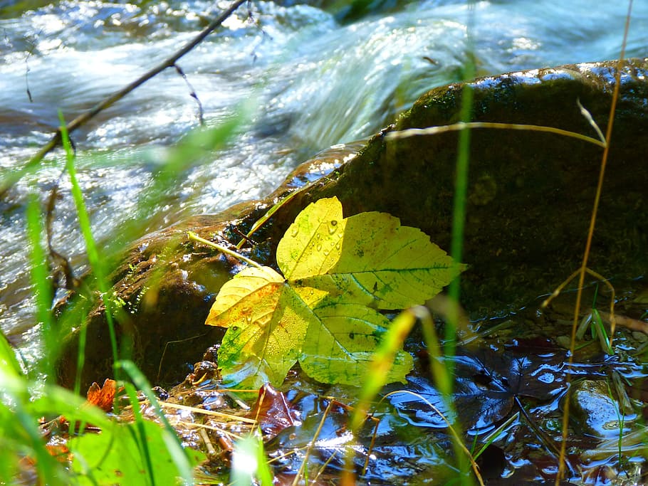 leaf, leaves, bach, water, autumn, maple, maple leaf, colorful HD wallpaper
