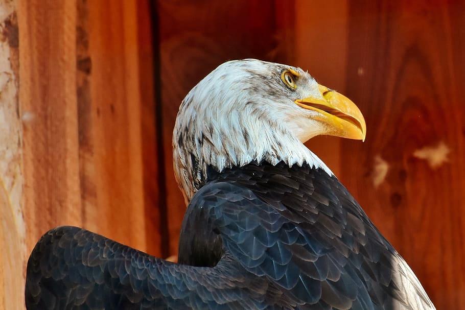 adler, bald eagle, eyelid, protection, bird, raptor, bird of prey HD wallpaper