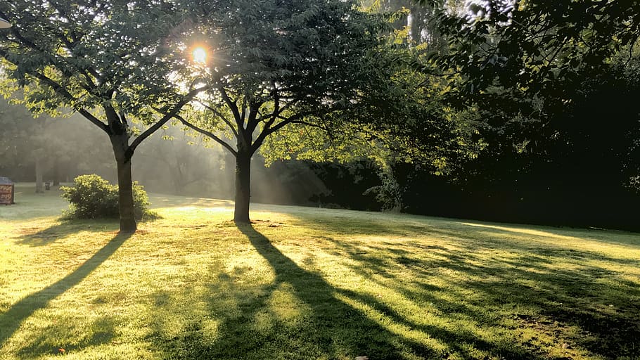 hamburg, tree, meadow, sun, plant, sunlight, nature, grass HD wallpaper