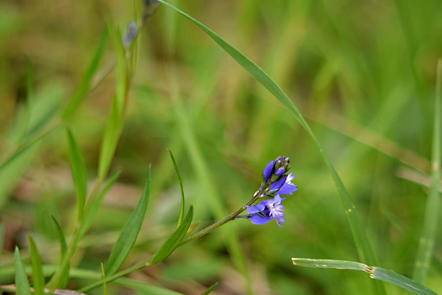 meadow flowers, macro, plant, flowering plant, fragility, beauty in nature HD wallpaper