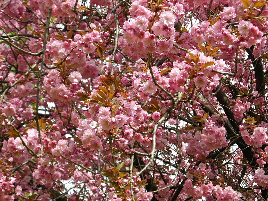 cherry blossom, pink, spring, tender, bloom, flowering plant HD wallpaper