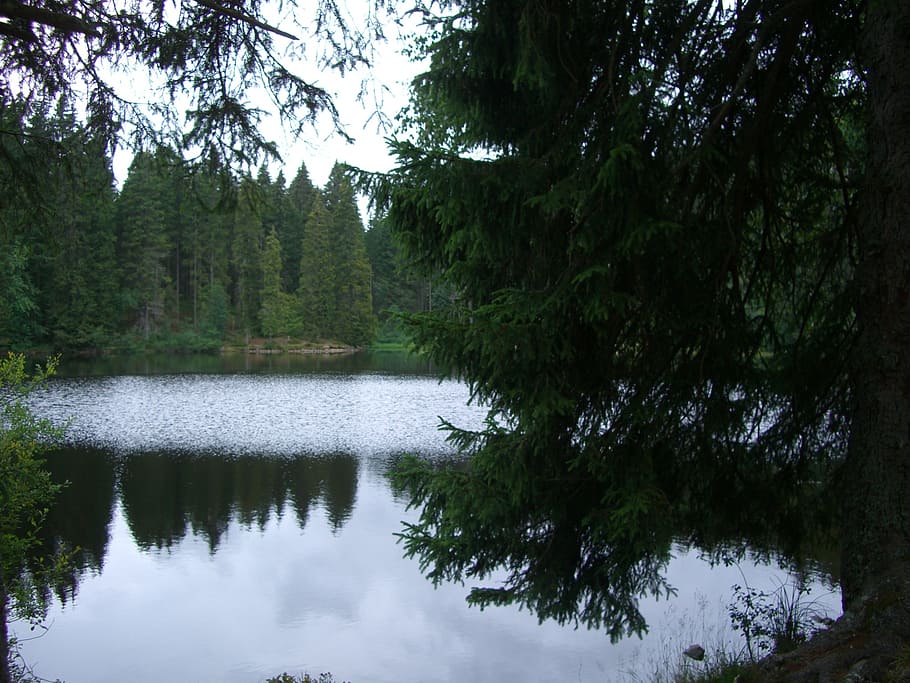mathisleweiher, bog lake, mirroring, firs, hinterzarten, black forest, HD wallpaper