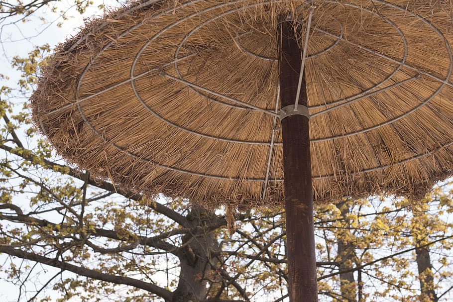 screen, bamboo, thailand, tree, low angle view, tree trunk HD wallpaper