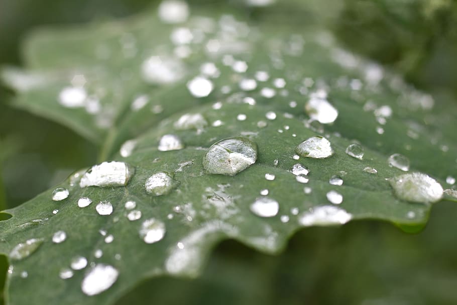 nature, water, leaf, dew, close-up, macro, raindrops, waterdrops HD wallpaper