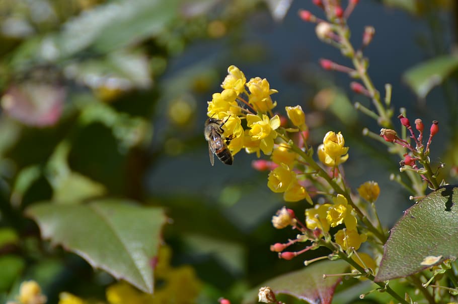 bee, pollen, worker, insect, flower, spring, nature, flowering plant HD wallpaper