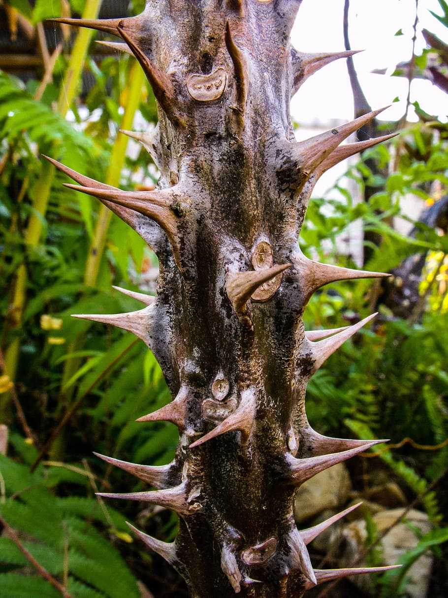 cactus, thorns, spur, plant, tree, day, no people, growth, nature HD wallpaper