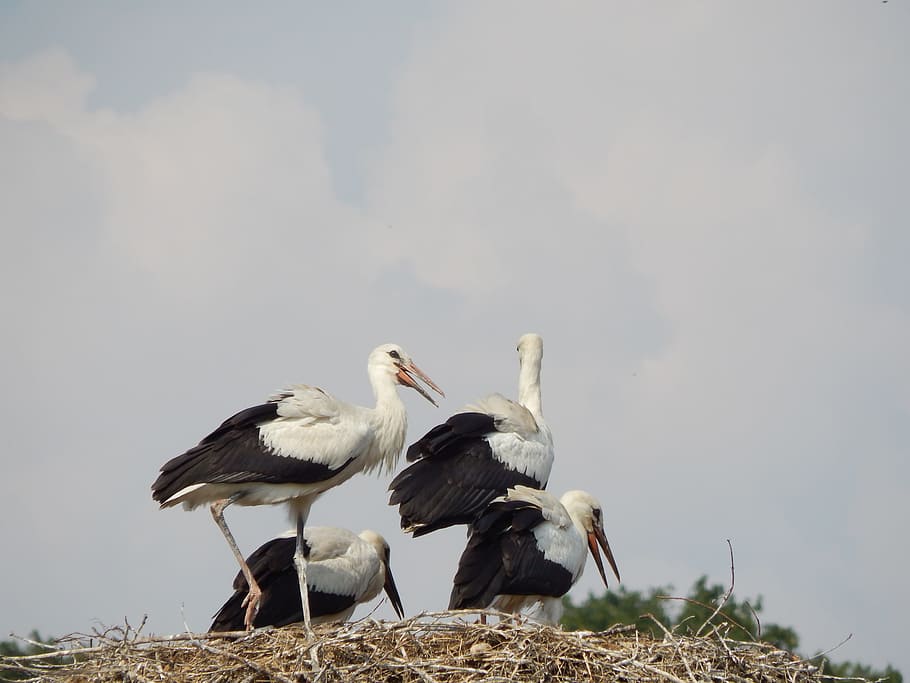 Storks, Birds, Socket, young, animal, nature, wildlife, animal Nest HD wallpaper