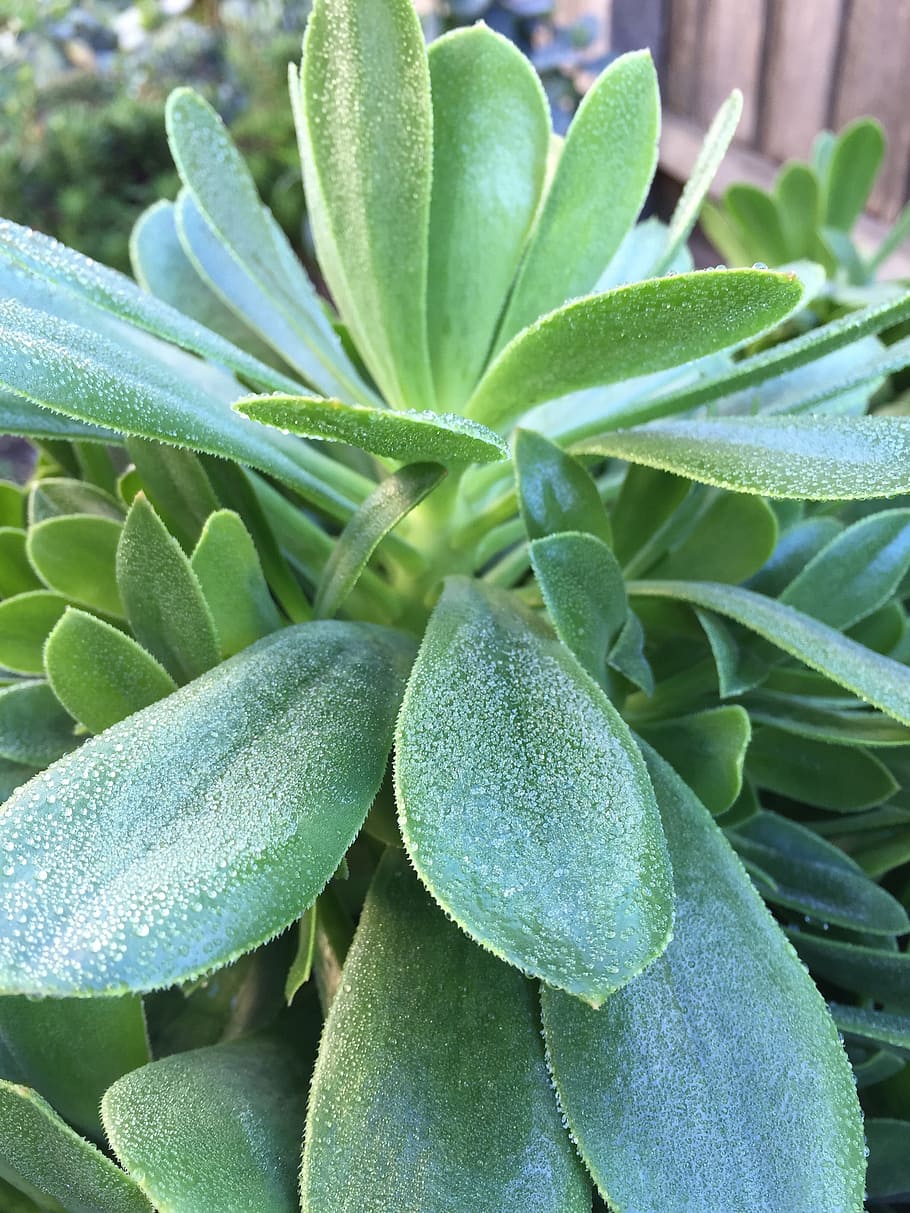 Frost, Succulents, Winter, Cold, Nature, season, backyard, garden HD wallpaper