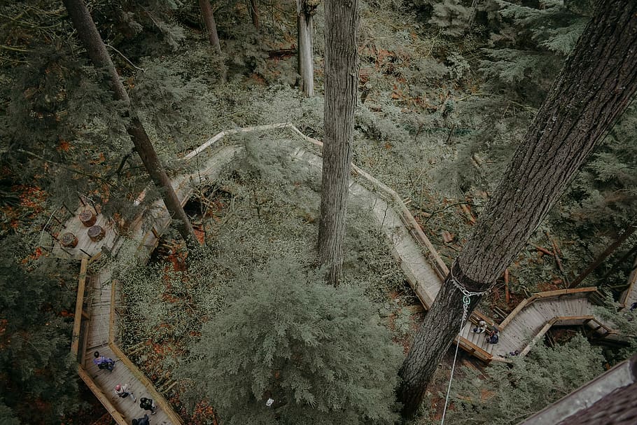 aerial photography of wooden pathway running across trees, top view of stairs surrounded by trees HD wallpaper