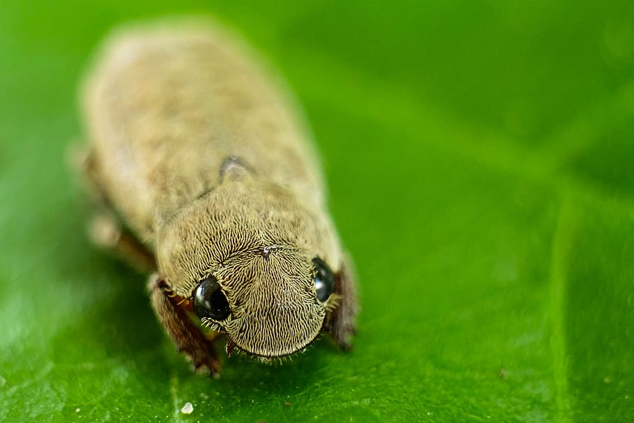 insect, macro, nature, small, bug, beetle, alien, animal, close-up HD wallpaper