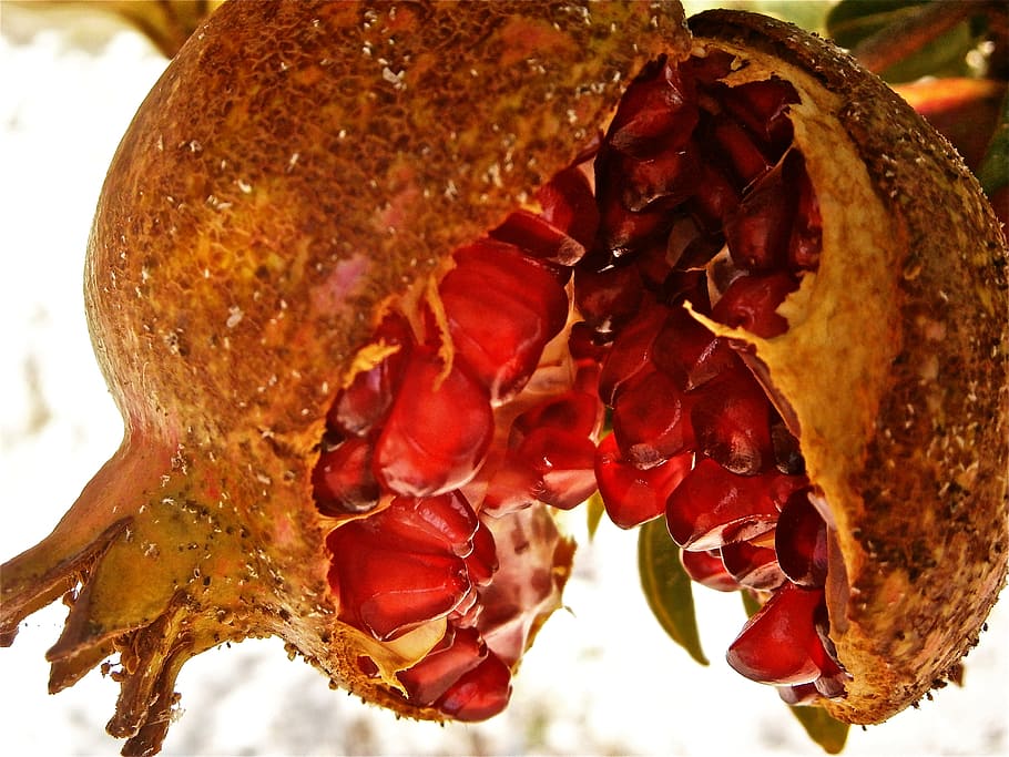 fruit, granada, tree, vegetable, nature, food and drink, close-up HD wallpaper