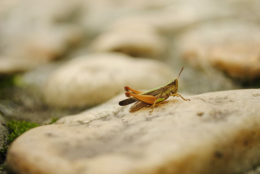 brown grasshopper selective focus photography, brown grasshopper on stone HD wallpaper