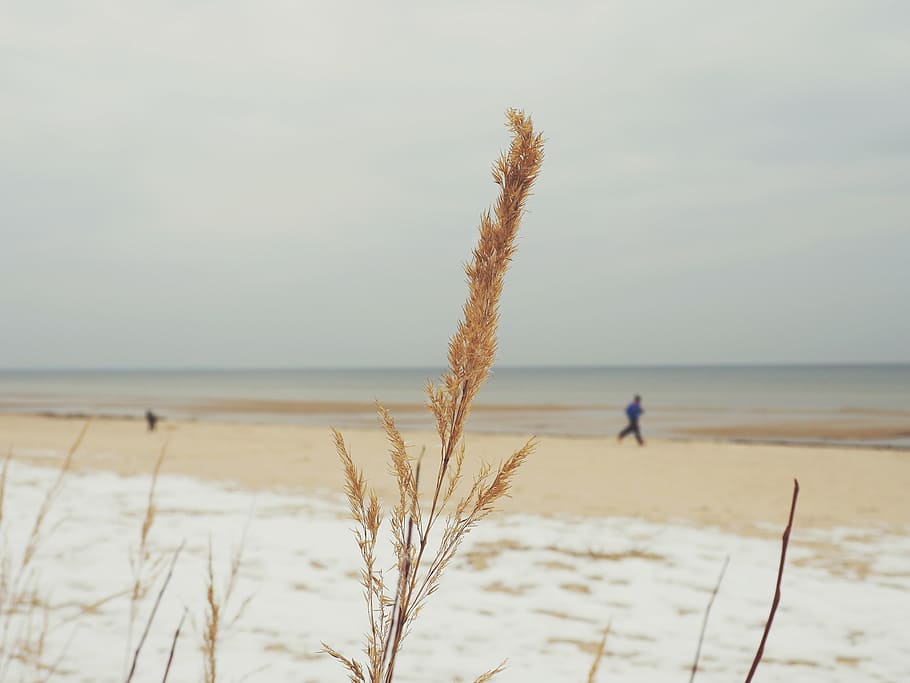 beach, grass, plant, sand, sea, seaside, snow, winter, nature HD wallpaper