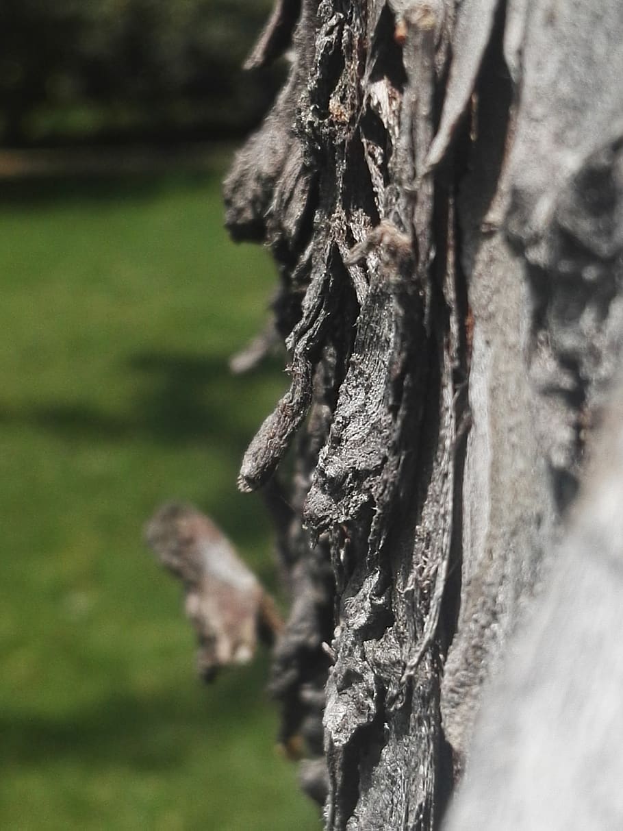 tree, nature, plant, tree trunk, close-up, focus on foreground HD wallpaper