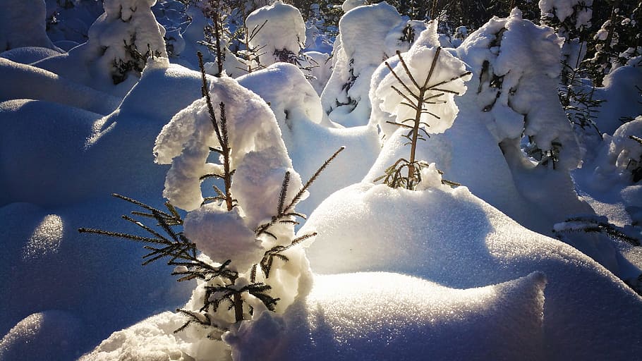 forest, snow, winter, cold temperature, nature, no people, plant HD wallpaper