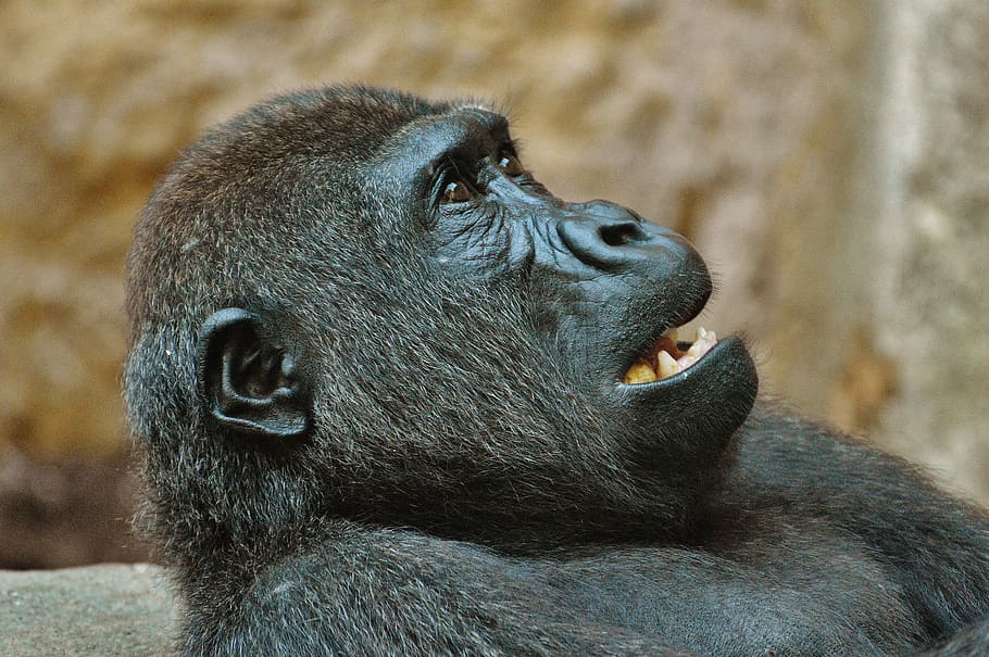 monkey, gorilla, zoo, animal, wild animal, tierpark hellabrunn HD wallpaper