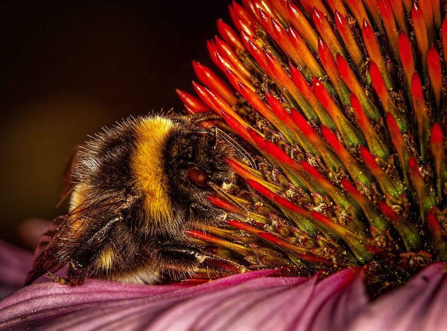 bug, bumblebee, flowers, nature, summer, gardens, macro, purple flower HD wallpaper