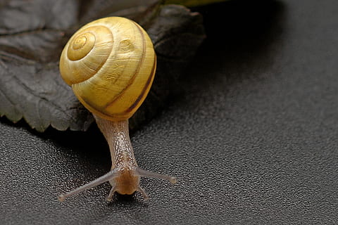 photo of snail on black surface, crawl, shell, slowly, mollusk HD wallpaper