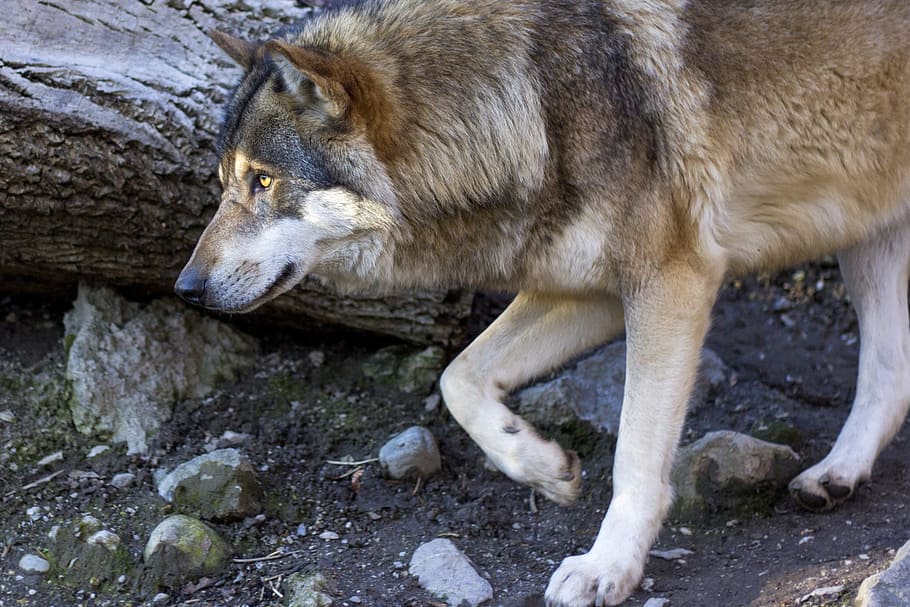 close up photograph of brown wolf, black Wolf, canis lupus HD wallpaper