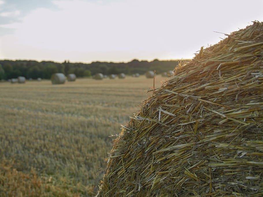 straw bales, field, landscape, rural scene, plant, sky, hay HD wallpaper