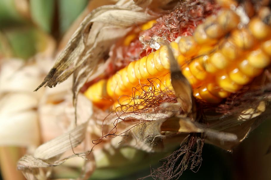 corn, cornfield, piston, yellow, vegetables, corn plant, autumn HD wallpaper