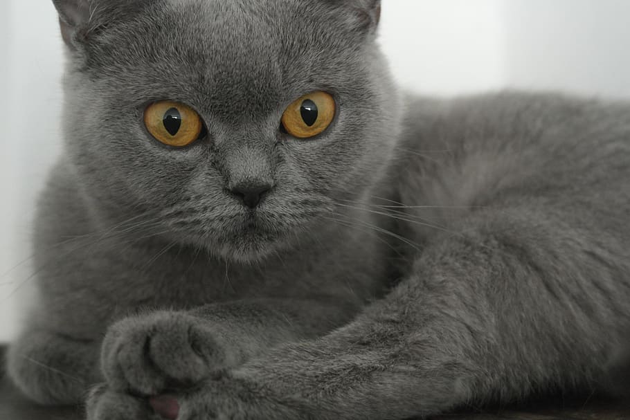 gray cat near white wall, British Shorthair, Cherished, Home, HD wallpaper