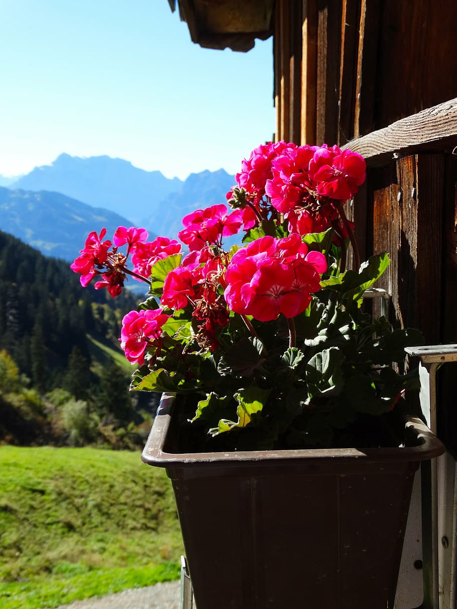 geranium, mountain hut, mountain world, foresight, mountain view HD wallpaper