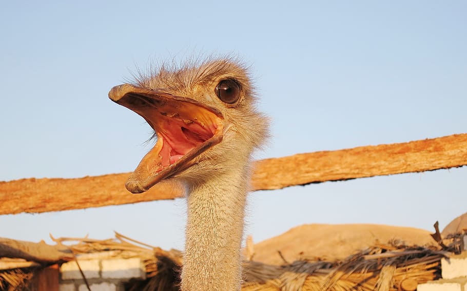 Emu, Flightless Bird, Face, Eye, bill, neck, animal world, egypt HD wallpaper