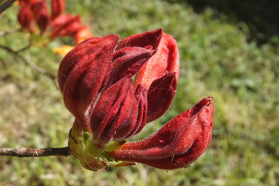 Red, Azalea, Close, Spring, Garden, bud, flower, growth, plant HD wallpaper