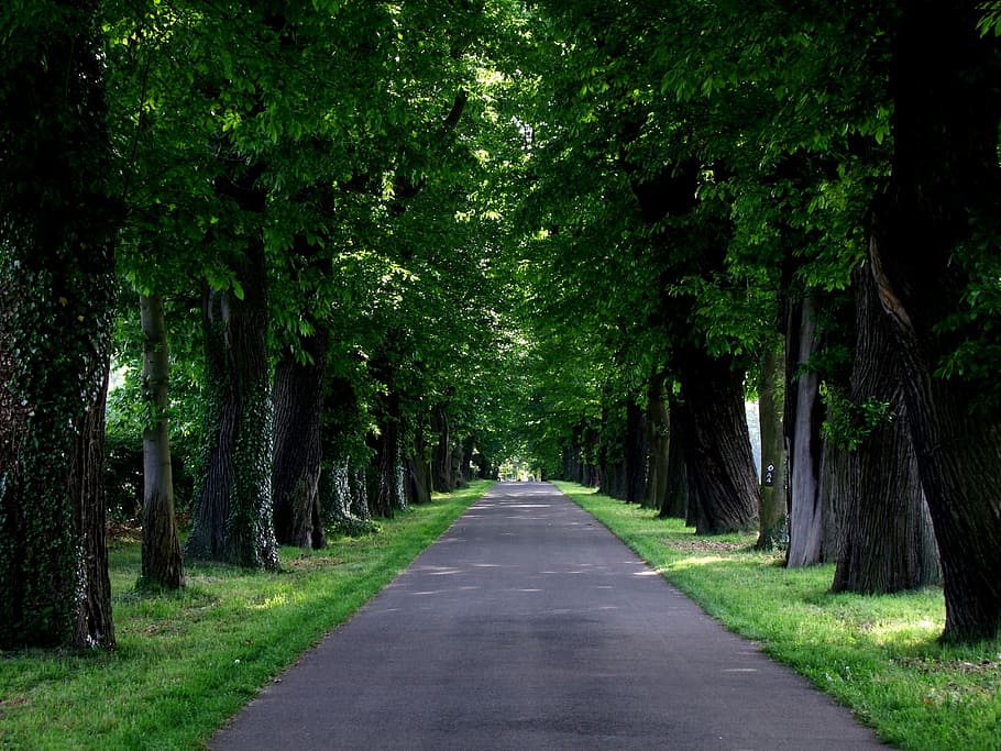 grey asphalt road in middle of green forest trees, avenue, nature
