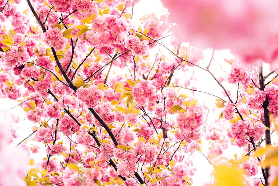 pink petaled flowers, photo of cherry blossoms during daytime, HD wallpaper