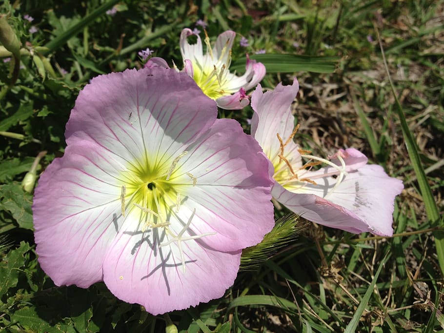 spring, wildflower, nature, flowering plant, freshness, petal HD wallpaper