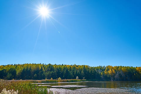 forest, tree, branch, autumn, sky, blue, day, sunny, sunlight HD wallpaper