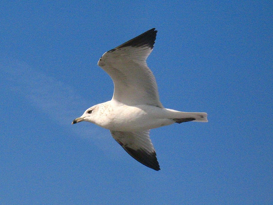 seagull, bird, white, flying, grey, wings, feathers, wildlife HD wallpaper