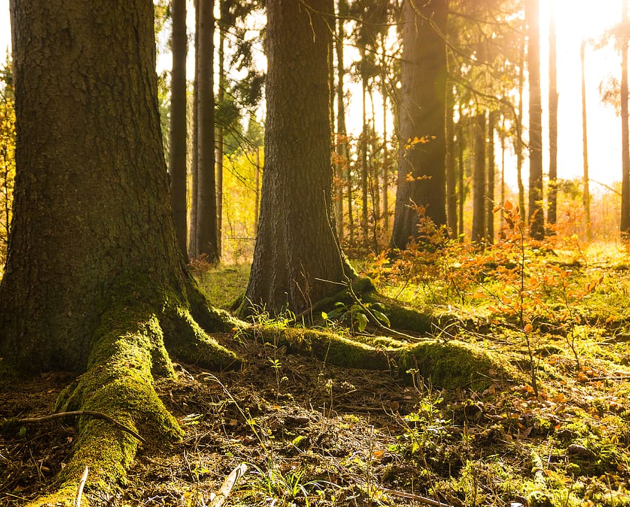 forest trees during daytime photography, winter, autumn, sun HD wallpaper