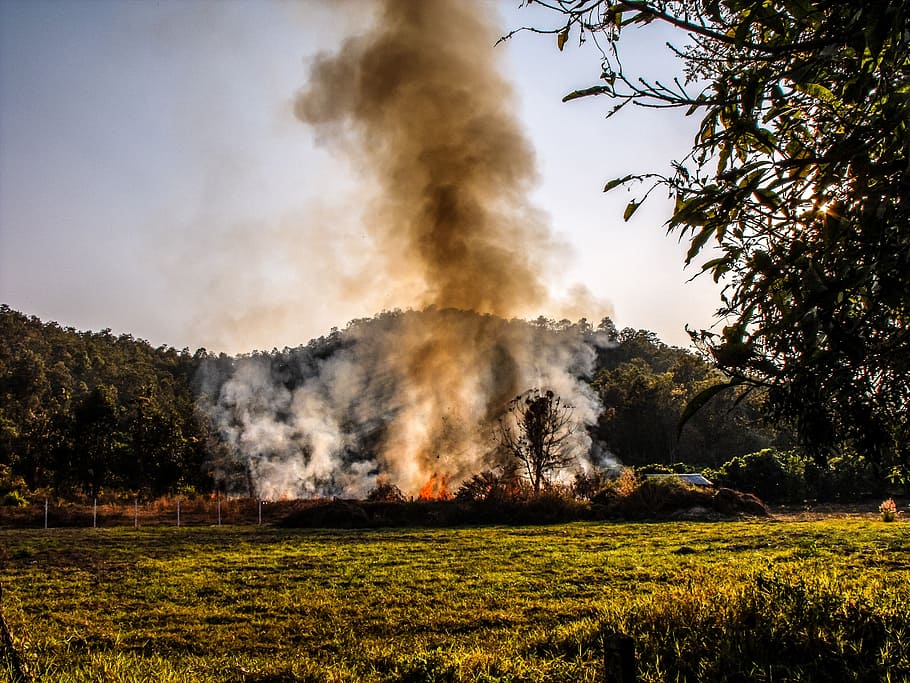 fire, smoke, burning meadow, tree, plant, environment, land HD wallpaper